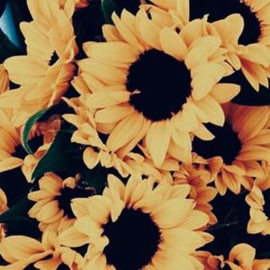 Meet your Posher, Maddie